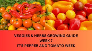 Growing Vegetables amp HerbsWeek 7 Growing Guide [upl. by Stalker]