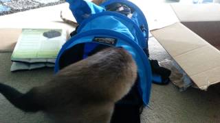 Sturdibag Divided Carrier for My Two Cats [upl. by Fons357]