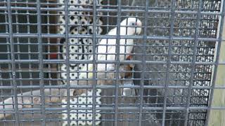 2nd Sulfur Crested Cockatoo with Bare Eyed Cockatoo Cutie Save Our Seabirds [upl. by Acinonrev]