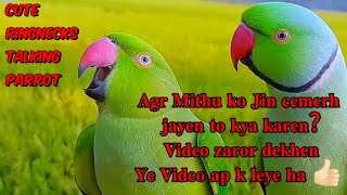 Green Talking Parrots Natural Sounds parrot birds birdslover talkingparrot angelthevlogerr [upl. by Sheldon]