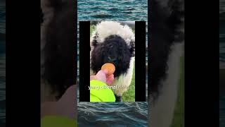 Valais Blacknose atau domba hidung hitam [upl. by Almeta]