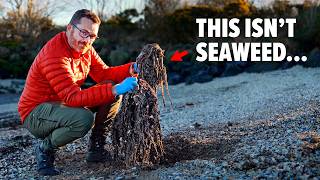 The Most DISGUSTING BEACH In Northern Ireland Hidden for 50 years [upl. by Rudolph]