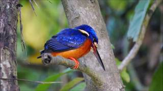 Birds of Borneo [upl. by Olwen]