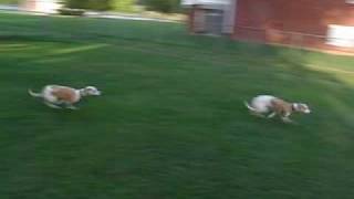 Crazy Running Whippets [upl. by Lilith]