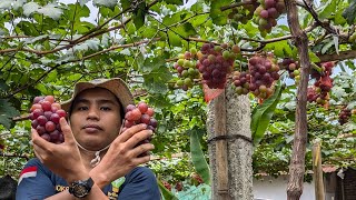 Look at this The grape harvest is satisfying  Live Agriculture part 2 Harvesting Agriculture [upl. by Siladnerb]