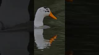 Duck Swimming and Quacking Across the Pond Close Up [upl. by Fortin]