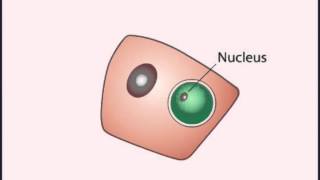 LIFE CYCLE Plasmodium Falciparum [upl. by Dej]