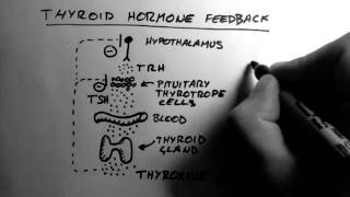 Thyroid Hormone 2  Feedback [upl. by Ecraep633]