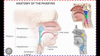 anatomy of pharynx  halak ki jismani sakht  हलाक की जिस्मनी सख्त [upl. by Rubel948]