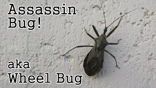 Assassin Bug Wheel Bug a Beneficial Insect [upl. by Hsemar547]