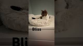 Funny cat Bliss cat catshorts catlover adoptnotshop cutestkittens katjes [upl. by Adigirb]