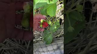 First Honeoye strawberries [upl. by Ahseem]