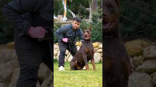 doberman dobermanpinscher puppies dobermanattack dobermanbarking dogbreeds canecorso hunter [upl. by Eillah]