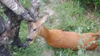 chasse a l arc dun chevreuil [upl. by Bunns]