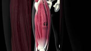 3D Quadriceps Muscles [upl. by Marge]