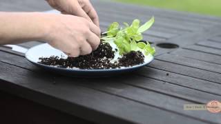 How To Separate Basil [upl. by Shafer]