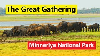 Minneriya National Park  Sri Lanka  The Great Gathering [upl. by Yrakcaz]