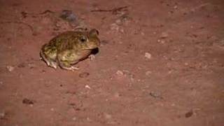 Spadefoot Toad [upl. by Aikcir]