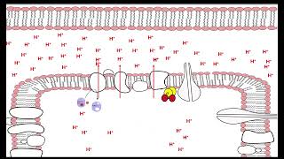 Oxidative phosphorylation [upl. by Amitie969]