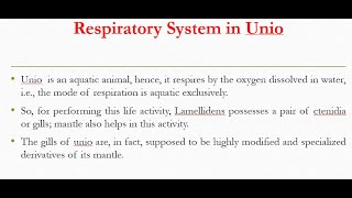 Respiratory system in Unio Lemellidens [upl. by Introc]