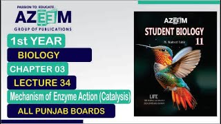 Mechanism of Enzyme Action Catalysis Biology 1st Year Chapter03 Lecture34 [upl. by Odelia]