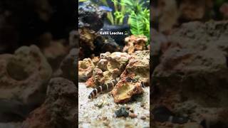 Happy and Very Healthy Kuhli Loach Fish kuhliloach aquarium plantedtank [upl. by Ahsyt]