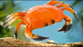 Crab Rave in real life [upl. by Itch]