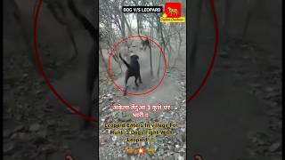 3 Dogs vs LeopardLeopard Enters Village For HuntDogs Attacked On Leopard🐆💥🐕😱leopard dog shorts [upl. by Neraa]