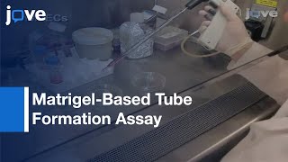 MatrigelBased Tube Formation Assay To Assess Vasculogenic Activity Tumor Cells l Protocol Preview [upl. by Skip]