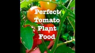 My Perfect Tomato Plant Food [upl. by Janie689]