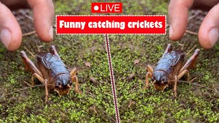 Funny catching crickets insect challenge  part 10 [upl. by Arekat]