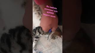 Hayde kedi desteği gücü [upl. by Dawn429]