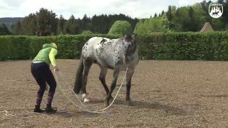 Loesdau Lessons Bodenarbeit mit Sabine Ellinger Teil 6 fünfte Grundübung [upl. by Einaffets]