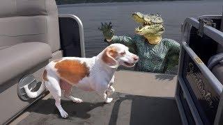 Crocodile Man Pranks Dog on Lake Funny Dog Maymo [upl. by Nilesoy]