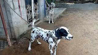 Dalmatian dog [upl. by Lennor]