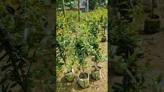 pomegranate plant in nursery nature shorts [upl. by Dnamron]