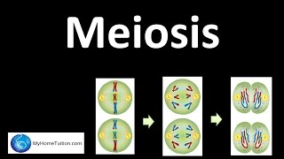 Meiosis  Genetics  Science [upl. by Ardussi336]