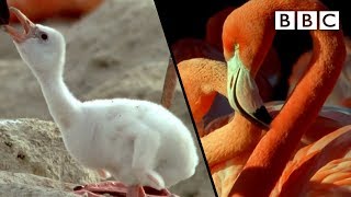 How baby flamingos get their pink colour  Animal Super Parents  BBC [upl. by Orlosky]