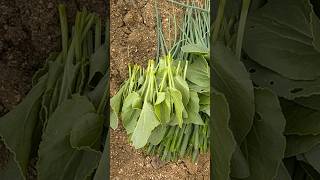 Leafy vegetables 🥬 harvesting [upl. by Florida]