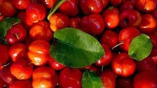 Os 10 Benefícios da Acerola Para Saúde  Dicas de Saúde [upl. by Lief214]