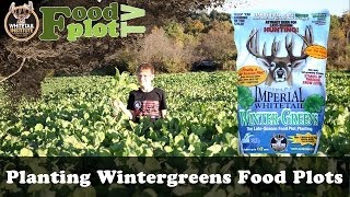 How To Plant GREAT Wintergreens Food Plots [upl. by Qahsi312]