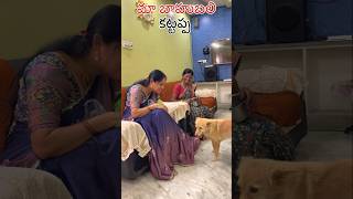 మా బాహుబలి కట్టప్పdoglover viralvideo trendingshorts funny dogslife viralvideos [upl. by Alexander880]