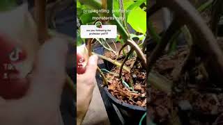 Propagate your Monstera Albo using its Aerial Roots [upl. by Fifine47]