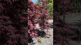 Awesome color with Bloodgood Japanese Maple shorts [upl. by Kleiman167]