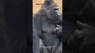 Kingkong Hewan Primata Terbesar Di Dunia shorts facts feed gorilla wildanimals [upl. by Joshia]