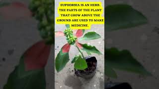 EASIEST AND SIMPLE WAY OF GROWING EUPHORBIA HETEROPHYLLA  WILD POINSETTIA PLANT FROM SEEDS Shorts [upl. by Epillihp]