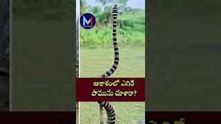 ఆకాశంలో ఎగిరే పామును చూశారా  interestingfacts snake my3media viralvideo viralshorts [upl. by Nageem343]