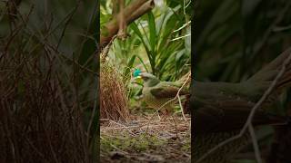 Satin bowerbirds satinbowerbirds bowerbirds birdsofoz birdsphotography birdlover birdlovers [upl. by Alleunamme]