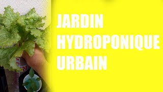 MON JARDIN HYDROPONIQUE URBAIN DANS MON BALCON [upl. by Aliban]