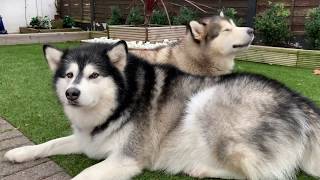 ALASKAN MALAMUTE CHOIR REHEARSALS [upl. by Lecia624]